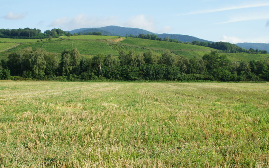 15 novembre 2025 – Balade et chantiers nature participatifs