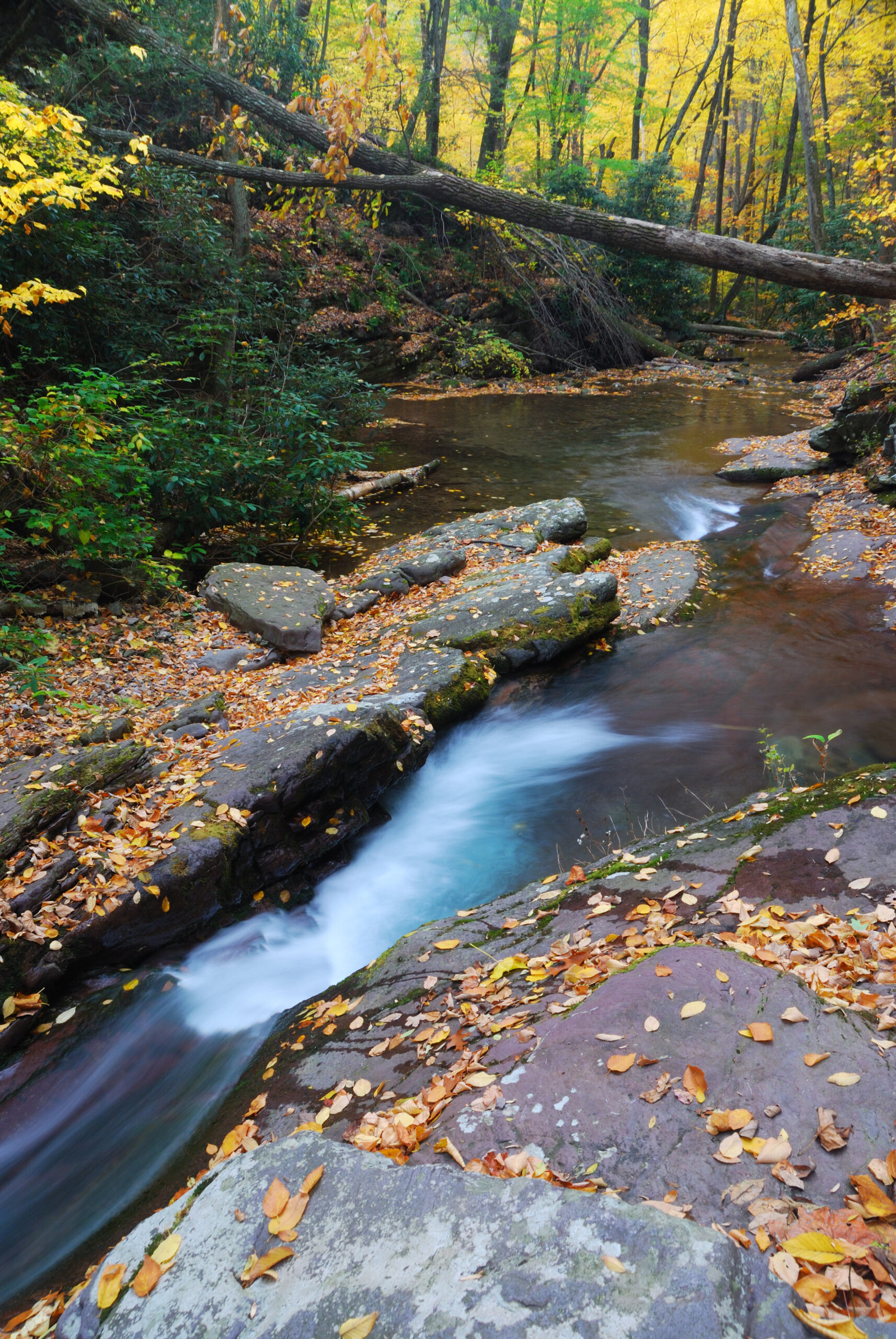Autumn mountain creek